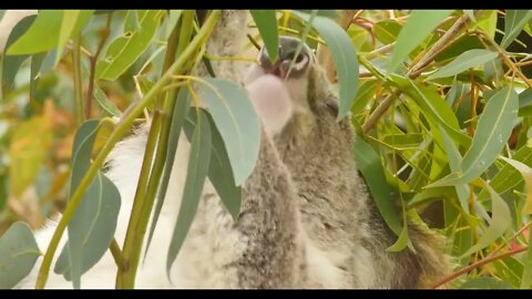 Koala eating eucalyptus leaves - marsupial native to Australia52