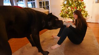 Cane Corso Rough House Play RAW Home Video