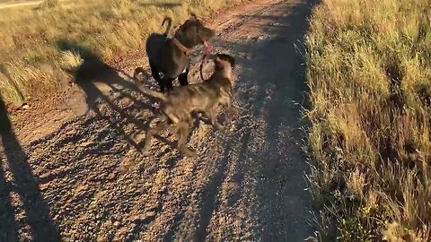 5 year old Great Dane walking 6 month old puppy