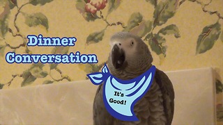Humorous dinner conversation with Einstein the Parrot
