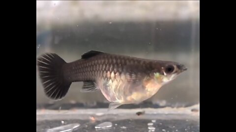 Fish Giving Birth To Her Children , Most Satisfing Video