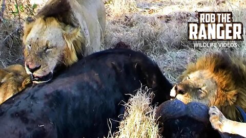 Lions With A Buffalo Feast | Archive Mapogo Lion Footage