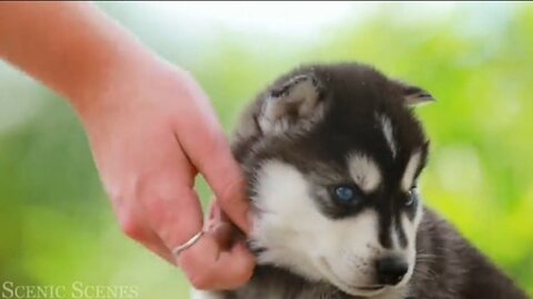 "Irresistible Puppy Antics: Heartwarming Moments and Playful Adventures"