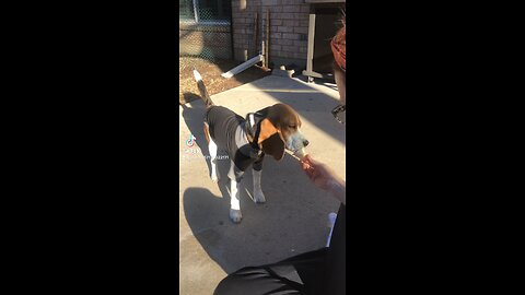 Charli the Beagle