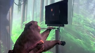 Elon Musk Reaction To Neuralink Monkey Playing Mind Pong Elon Musk Tweets