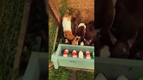 Bottle feeding baby goats | Feeding baby goats cows milk | How to make goat feed