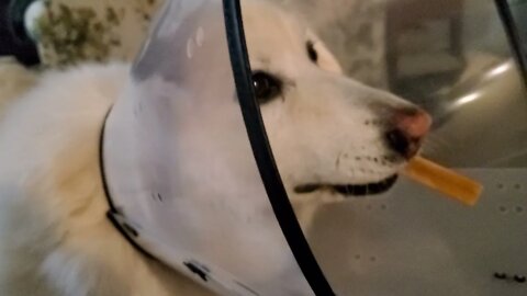 Poor good Lily dog with a cone of shame can't pick up her treat if she chews it apart.