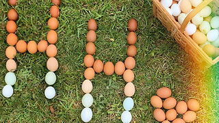 Use Your Chickens’ Egg Shells to Add More Calcium to Your Their Diet