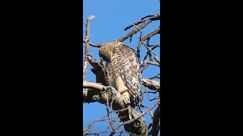 Red-shouldered Hawk Juvenile🐦Pristine Preen