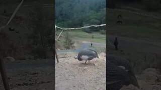 Spying on guinea fowl - Pearl grey guinea fowl pied and not pied