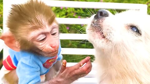 Little_monkey_Bon_Bon_Cooking_and_eats_cake_with_puppy