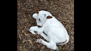 Little Hank the tank; 2 days old