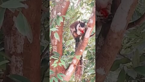 grizzled giant squirrel #shorts #srilanka