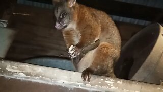 Bandit the Australian Possum, has another baby, this is the 3rd baby 16th May 2021