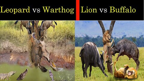 Leopard vs Warthog to rescue Wildebeest baby | Buffalo vs Lion attacks Wild Animal Attacks