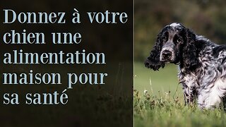 Nourriture pour chien chat faite maison à petit budget pour vos animaux