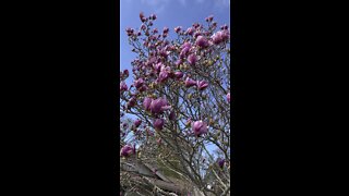 Saucer Magnolia