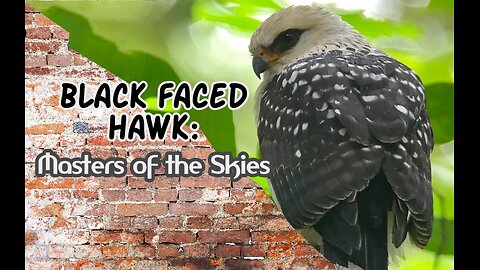 Black Faced Hawk: Masters of the Skies
