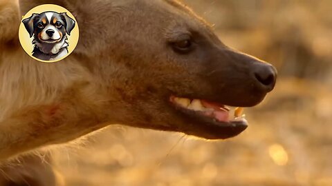 Hyena Habitat Chronicles: Exploring the Wild Lives and Survival Strategies