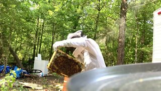 1st inspection Hive 1