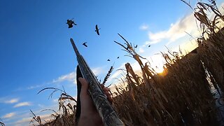 Goose hunting kill shot 💥