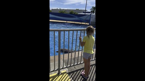 Dolphin just wants to play