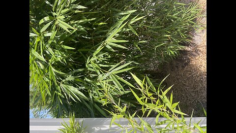 Dwarf Buddha Belly Bamboo - wholesale and Retail Bamboo Nursery 407-777-4807