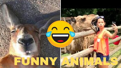 Funny Different Animals Chasing and Scaring People 2021