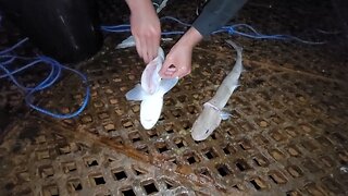 Fishing at Worthing Pier UK