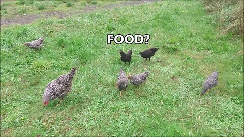 The Hunt Is On! Down on the Farm - Mamma Chicken Teaching Baby Chickens How to Chicken