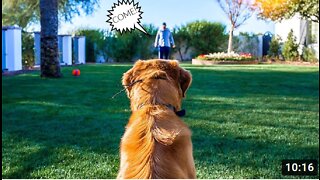 HOW TO TEACH ANY DOG RECALL WITH THE E-COLLAR!