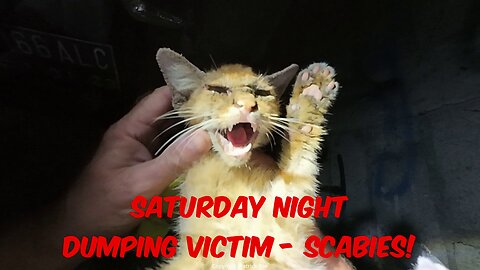 Young friendly gingie cat thrown away with bad scabies last night.