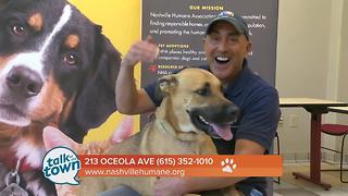 Nashville Humane Association Pet of the Week 7-14-17