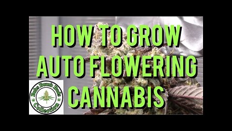 AUTO FLOWERS, HOW TO GROW AUTO FLOWERING CANNABIS. REVOLVER STRAIN.