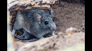 5 Fun Facts About The Dusky Footed Woodrat