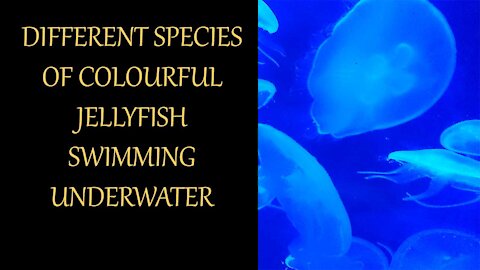 Different Species Of Colourful Jellyfish Swimming Underwater