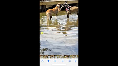 Cowboy meets Jandy for the first time. And the called it PUPPY LOVE!!!🐕🐕❤️