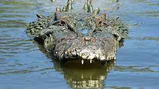 Saltwater Crocodile