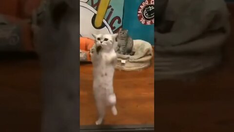 funny cat