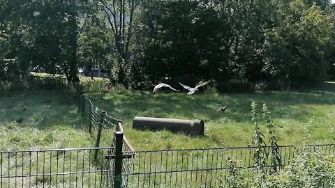 Slow motion seagulls flying