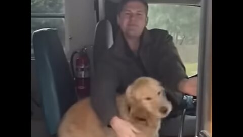 Dogs Love Taking School Bus To Doggy Day Care,viral,funny dogs,