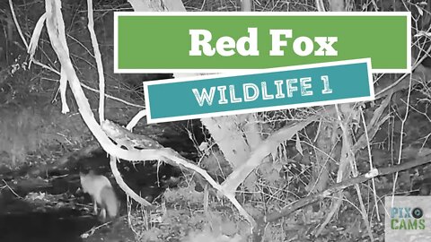 Red Fox - Wildlife 1