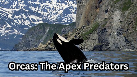 Orcas: The Apex Predators