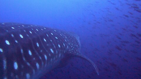 Gigantic whale shark casually swims past scuba divers