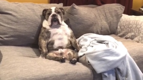 Hilarious bulldog sits upright like a person