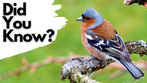 Things you should know about the Chaffinch!