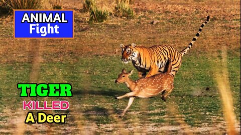 Tiger Attack Deer | Wild Animal Hunting Video |