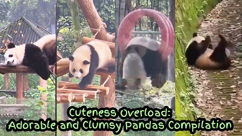 Cuteness Overload: Adorable and Clumsy Pandas Compilation