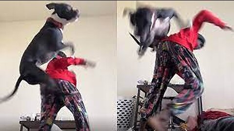 Dog flies at young man who was recording a dance for social media