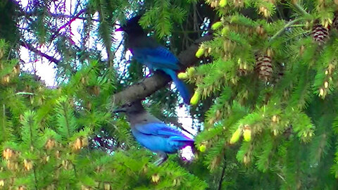 IECV NV #536 - 👀 Steller's Jay Attacks 🐦A European Starling In The Nest 🐤 5-6-2018